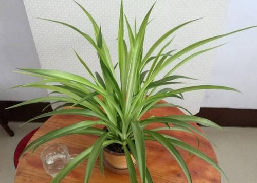  [堪称]这“4种植物”可以吸毒，堪称室内“空气净化器”，您有没有养？