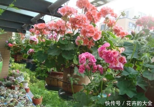 『养花』想养花不知道养啥好?根据3个方面选,越养越好,四季开花长爆棚