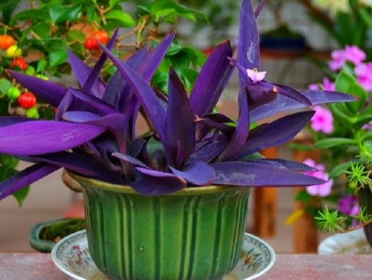  #充足#不知道养什么花，不如养养这些花草吧，在难养浇点水也能养活