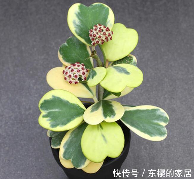 「切割方法」易扦插的花卉,掐个枝条插土里,好养易成活,省心又省钱!