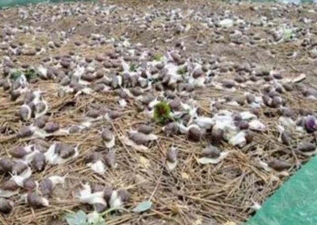  价值@养殖蜗牛也很赚钱，农民在家养殖一年收入十几万