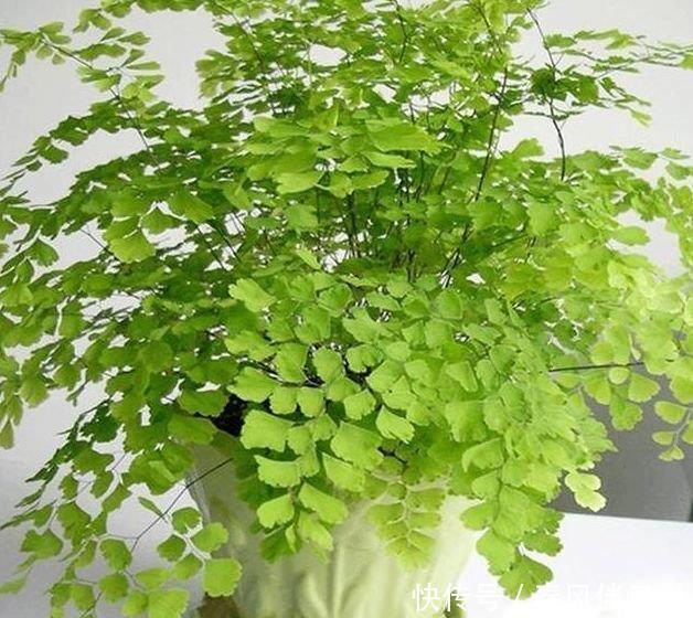 『铁线蕨』养花就养这几款,一年四季开花不断,花大色艳很漂亮,谁养谁爱