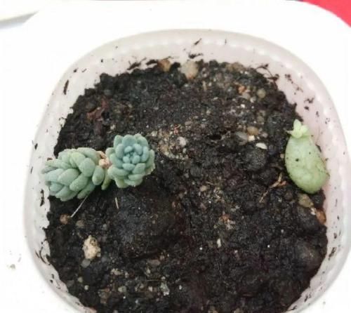  【呼呼】多肉狠心剃个头，呼呼长满小肉芽，20天就爆盆！
