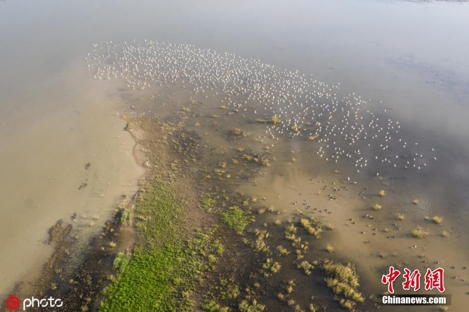 深秋鄱阳湖草滩露出 生机盎然显别样风情