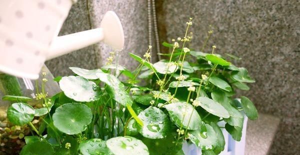  「绿萝」3种“花草”，越是浇水长势越好，一个月长满一大盆，比绿萝还美