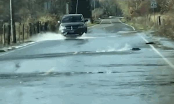 美国华盛顿特大暴雨后，鱼群游上高速公路汽车难行