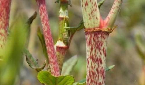 这种野生植物农村把它零食吃，城里1斤卖上千元，你有吃过没