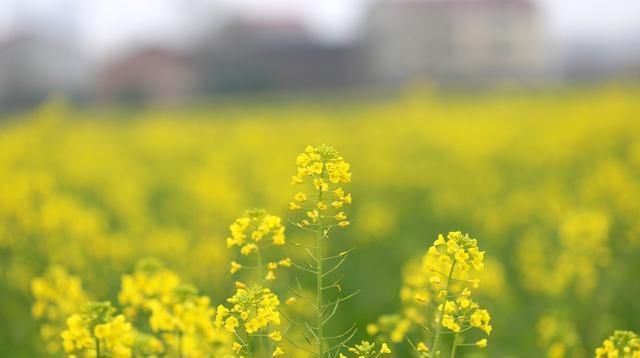  双春■2020，一年两立春，粮食贵如金？年景不好，粮食超贵，会
