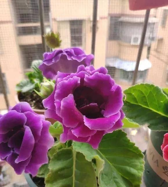 [半阴的环境是它最喜]这几种花不能多晒太阳，越晒越长不好，平时养护需注意