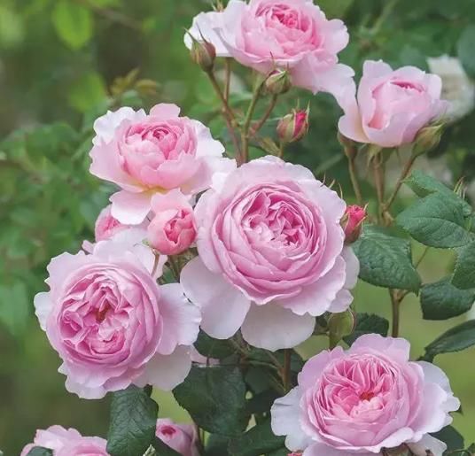 『缓苗』花市这种月季花,竟然是激素苗,难怪搬回家就死!