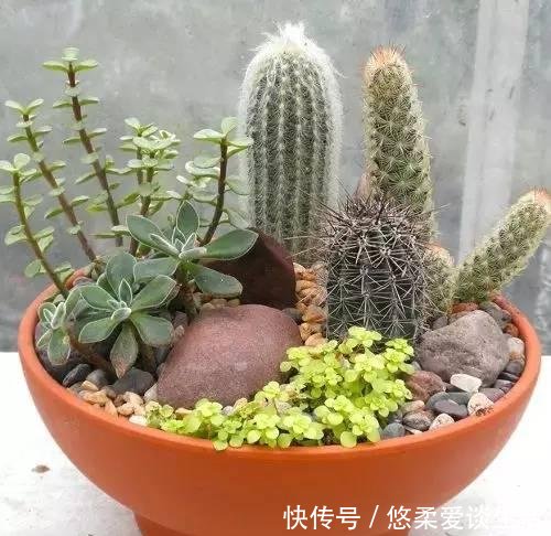  「如上图」如何制作一个多肉植物的“花园式”盆栽