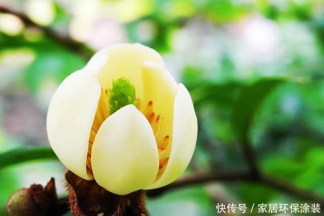 家里|这花只开一半花,香味却能飘老远,养在家里闻花香
