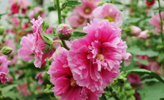 「不妨」夏天花容易焉?不妨试试这5款小花,耐晒又耐热,开花艳丽惹人爱
