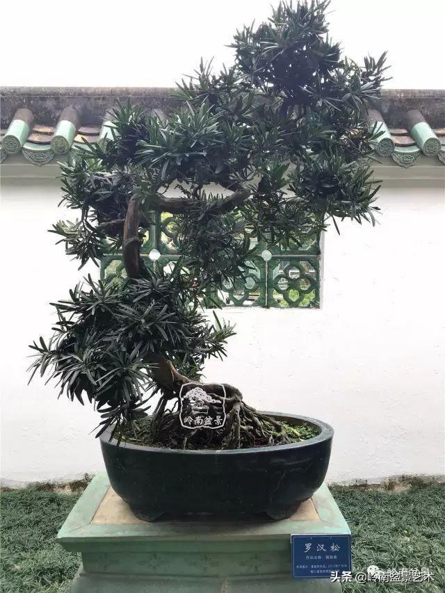  「作品」有年功的盆景，品相好，价值高！