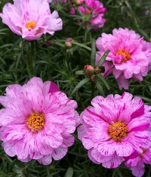  #花点#大爱太阳花，号称“养不死”，稍微花点小心思，阳台都开爆了