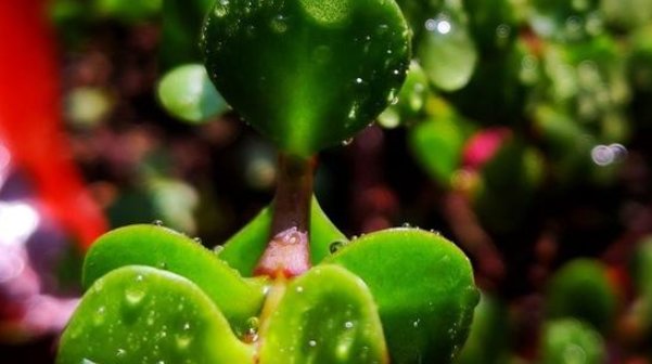  常见：金枝玉叶常见的3种造型,照着养“颜值”翻倍,身价翻数倍