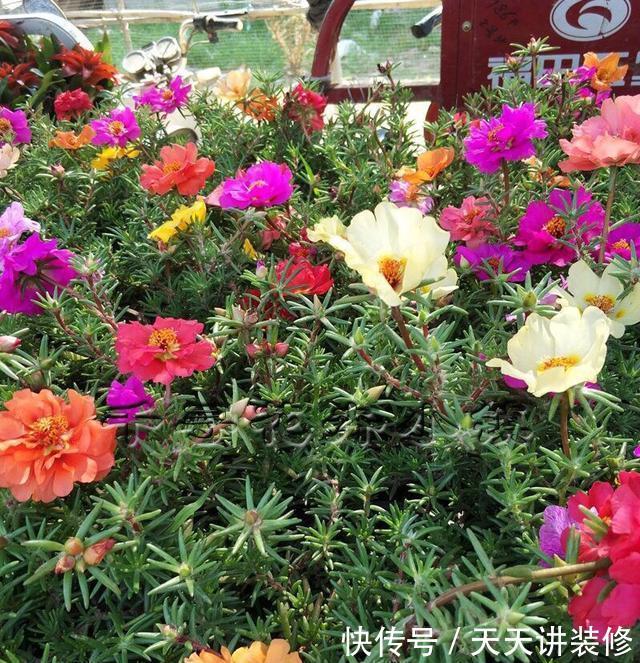枝条@太阳花怎么扦插?教你“1招”,7天生根,10天开花,秋季扦插刚好