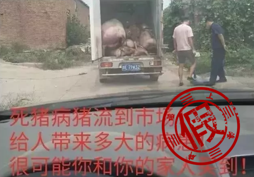 河北多人感染猪病毒死亡？近期猪肉不能吃了？这些传言都是假的