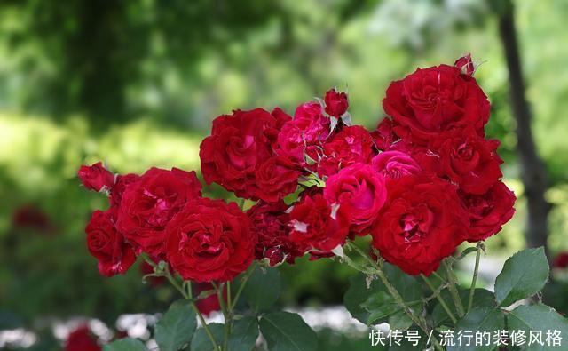 『花无』月季——只道花无十日红,此花无日不春风