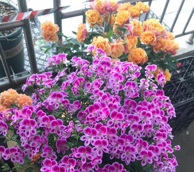 闲时■这些便宜花,最适合阳台养,一年开花200天,闲时天天观花园