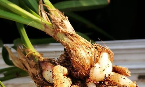 「种植的兰花」讲一下兰花的服盆,如何判断兰花是真正的成活了?不要假活当服盆