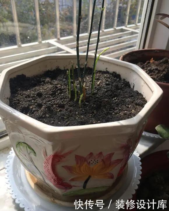「新芽」春天文竹不冒笋,4处记得改善,做对了新芽猛窜长爆盆!