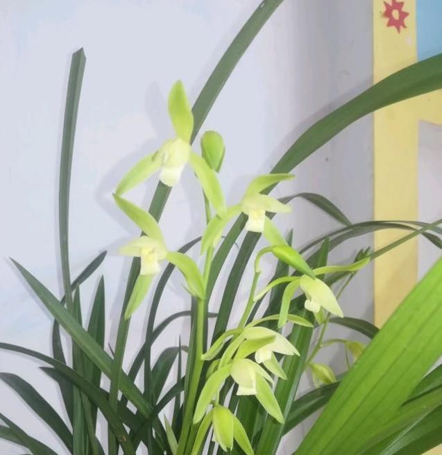  一看@在客厅养护这些花草，让你客厅成为亮眼的地方，让人一看就会爱上