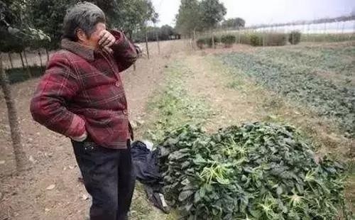  「农产品」别嫌当农民累了，过几年，可能连农民都当不上了