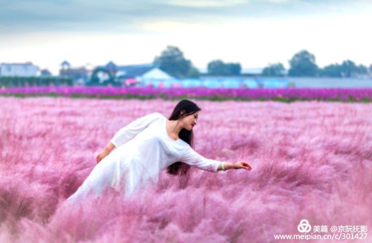 临淄花海与素衣美女，宛如仙境