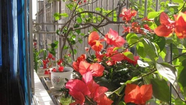 『花龄』邻居只有1年的花龄,却把阳台养成了花园 ,原来是养了“此花”