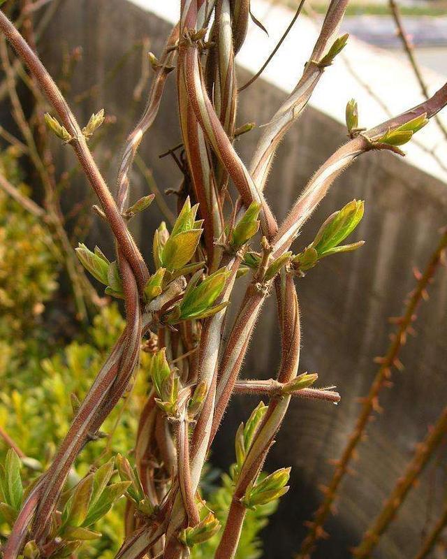  盆栽金银花■双黄连必备元素金银花，开春做好修剪工作，才能花开180天