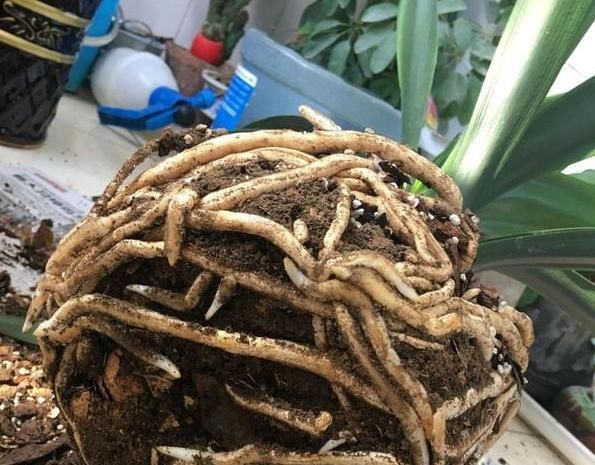  『根部』君子兰黄叶烂叶,狠心一刀砍光,7天后竟冒绿芽,变成群兰开满花