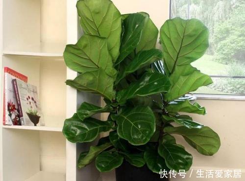  [提升]客厅养花不会选？这4种绿植摆一盆，大气上档次，提升家居品味