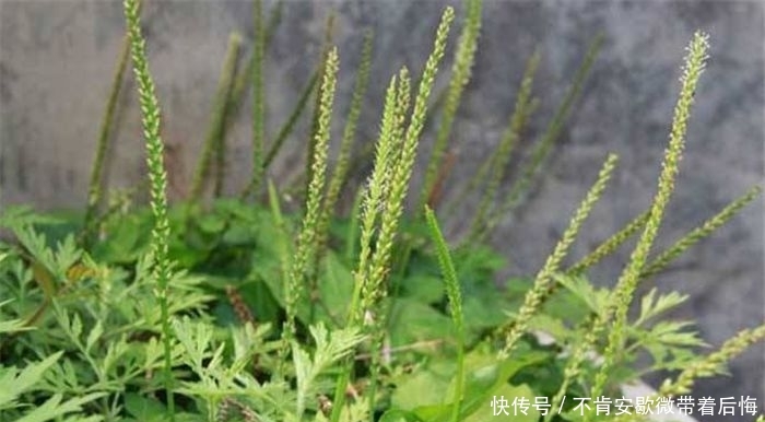 农村一种草，种子价值很高，晒干了卖20元一斤，是珍贵的中草药！