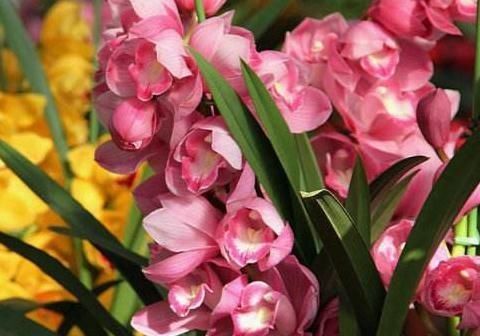  『花箭』养好“大花蕙兰”，一个小妙招，花箭“3倍“射，花朵一串又一串