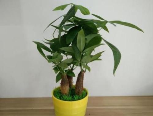  「吸收」客厅盆栽花选2种植物做盆景，既好看又招财，连净化器都省了