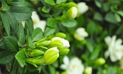  停不下来：栀子花不开花？做好3点，开花多得停不下来，拦都拦不住，爆满盆