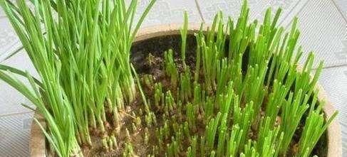 韭菜生长:阳台盆栽上这4种蔬菜,一茬一茬吃不完,一年四季都有的吃!