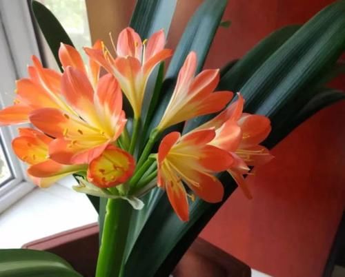  #舍得#养花也是技术活，养君子兰你要“舍得”，给它砍一刀，来年长满盆