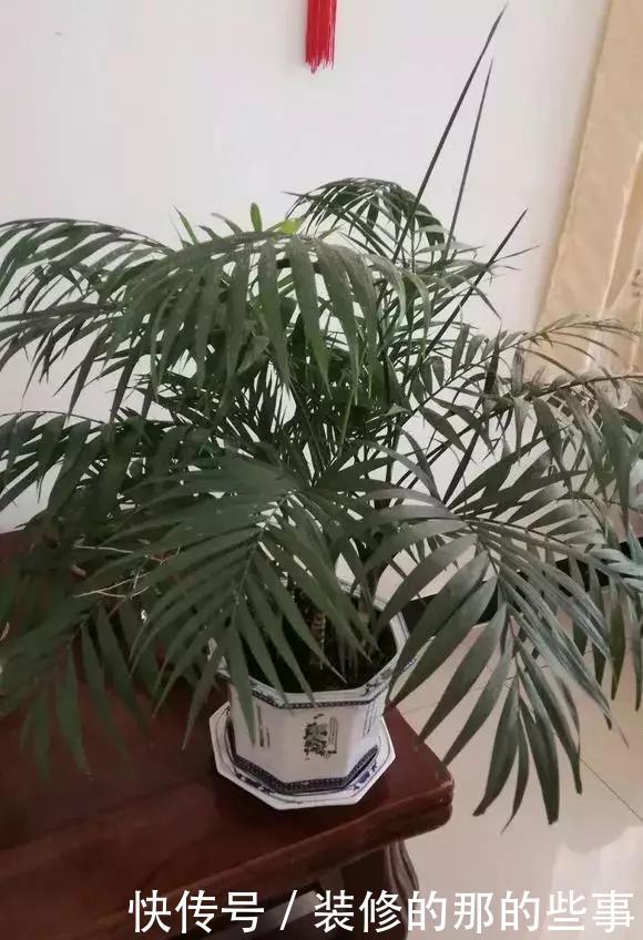  [耐阴]春节养5种能“清空气”的花，耐阴又漂亮，新手也能养得好！
