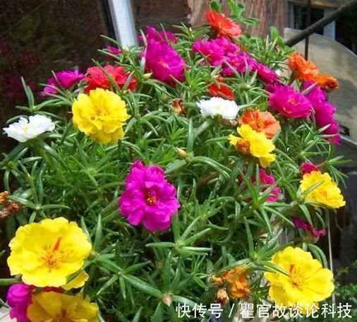  『嫁接』叶仙嫁接太阳花，开成小花树，层层叠叠全是花