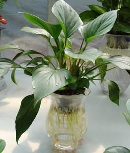 『到植株』家中养一盆白鹤芋,净化空气好帮手!水培白鹤芋技巧