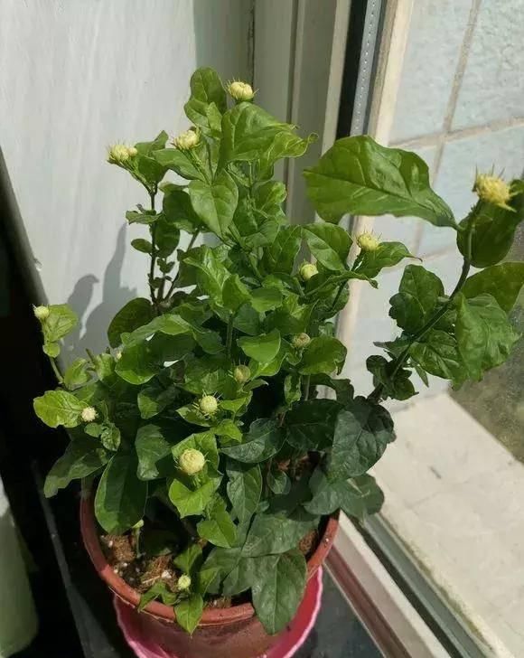  观赏价值：养花就养这几种，又香又杀菌！养几盆家人少生病！