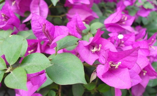 「养护」三角梅开花前怎么养护你知道吗?做好这几点,花开一茬接一茬