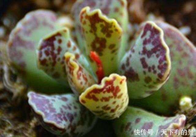  「天章」3种景天科天章属的多肉，个个美的奇特，萌态可掬