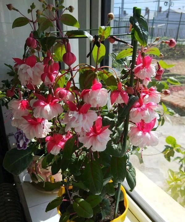  『家里』此款盆栽植物，花似红灯笼，漂亮又喜庆，家里养一盆，赏花一整年