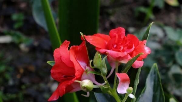  #凤仙花#此花，因其花色、品种极为丰富，是美化花坛、花境的常用材料。