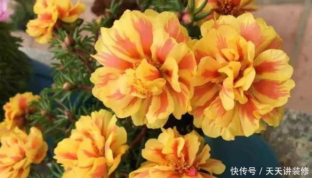 [图片作者]15种超级好养的花，不死鸟居然不是第一，“养花杀手”们试一试吧