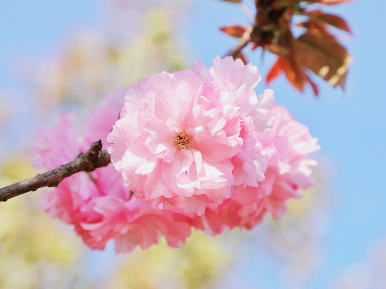 武汉周边游3??丨黄陂赏花和登山徒步，推荐这四个景区必须打卡