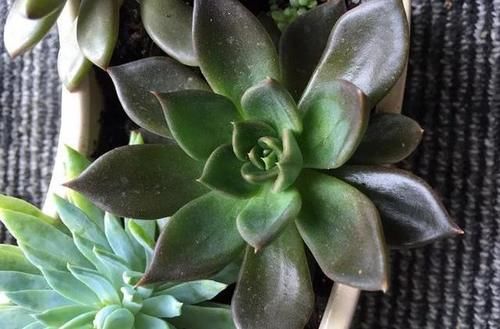  露养■多肉露养好时节：扔外面，1个月没管，美得跟整容了一样！